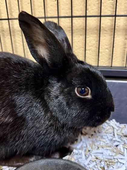 Enlarge Diamond, a Adoptable mixed breed in Wichita, KS image 2/2