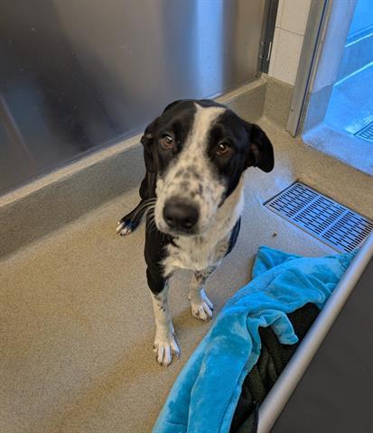 Enlarge DOTTIE, a Adoptable Border Collie in San Martin, CA image 1/1