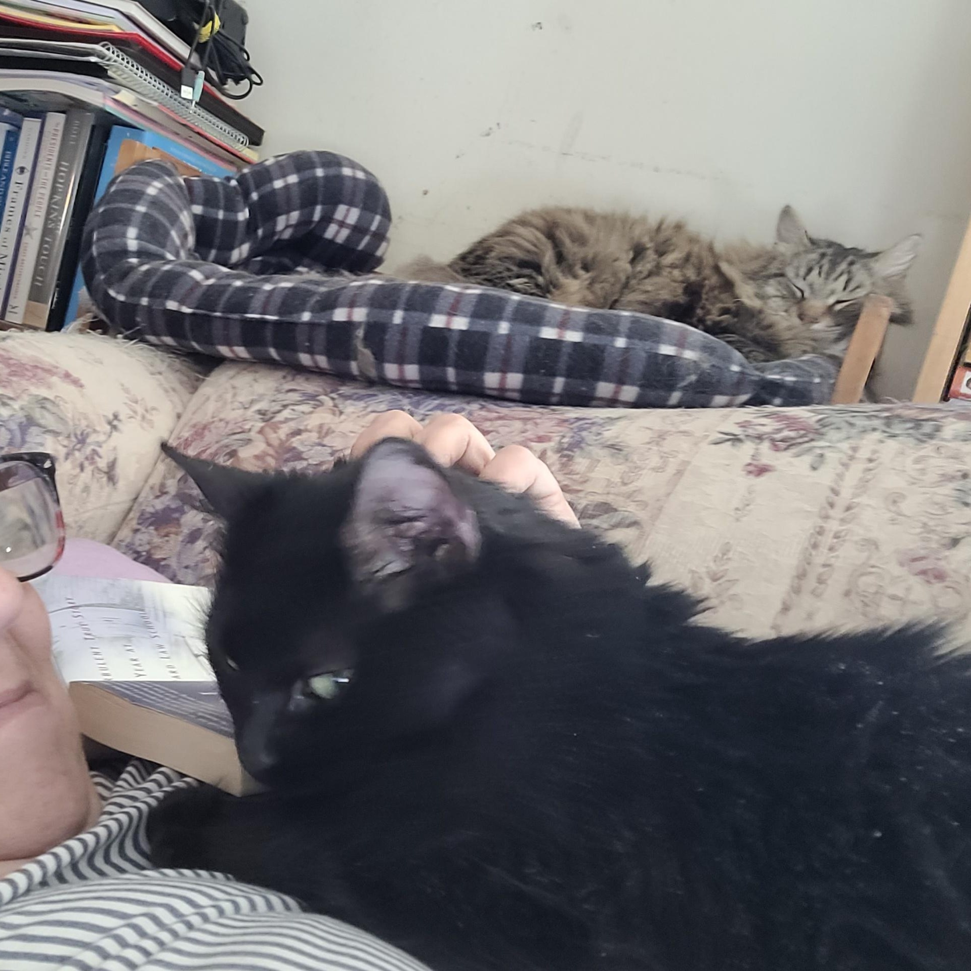 Enlarge Ellen, an adopted Domestic Long Hair in Beltsville, MD image 5/5