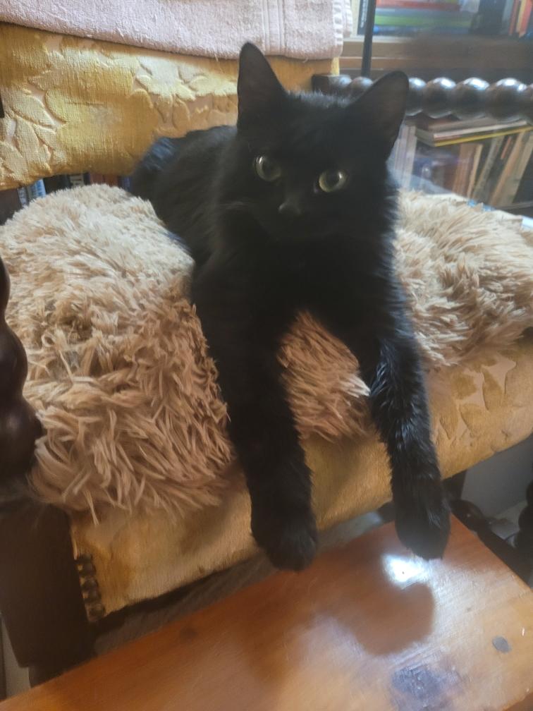 Enlarge Ellen, an adopted Domestic Long Hair in Beltsville, MD image 2/5