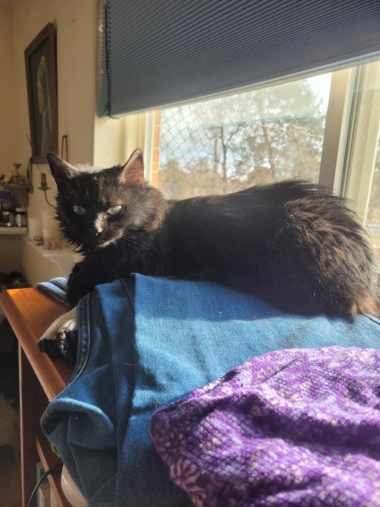 Enlarge Ellen, an adopted Domestic Long Hair in Beltsville, MD image 3/5