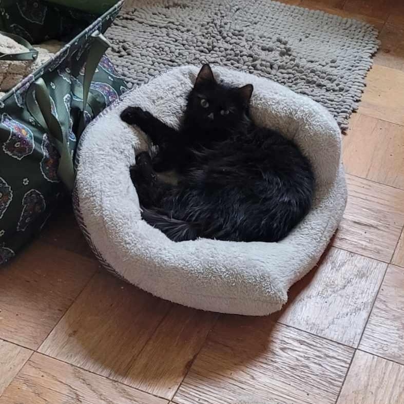 Enlarge Ellen, an adopted Domestic Long Hair in Beltsville, MD image 4/5