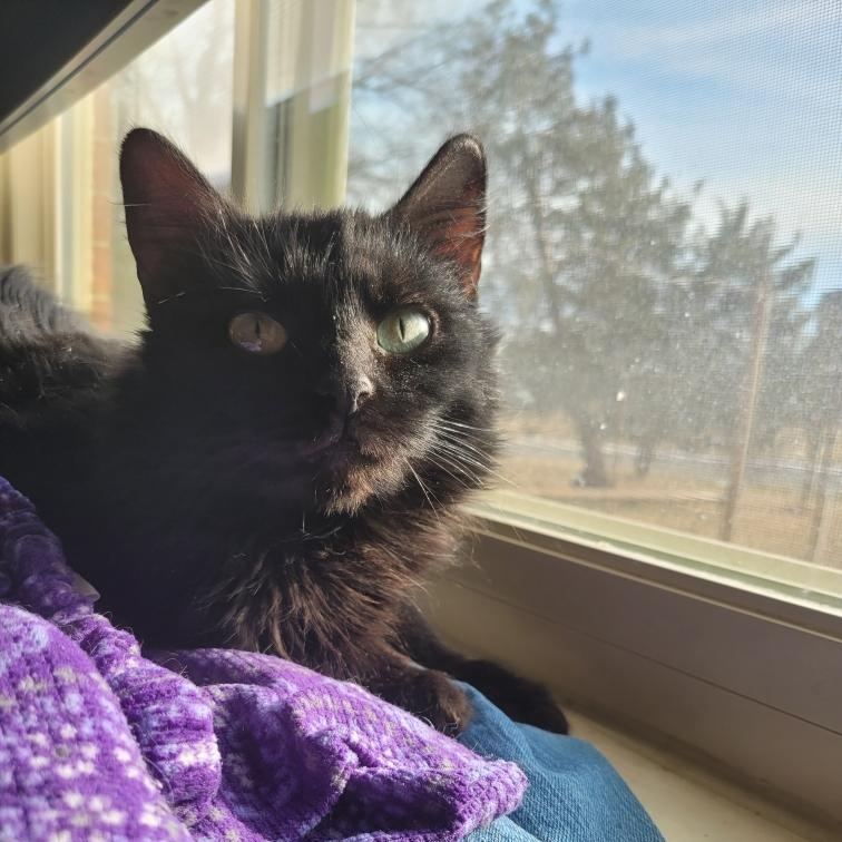 Ellen, adopted, Young Female Domestic Long Hair.