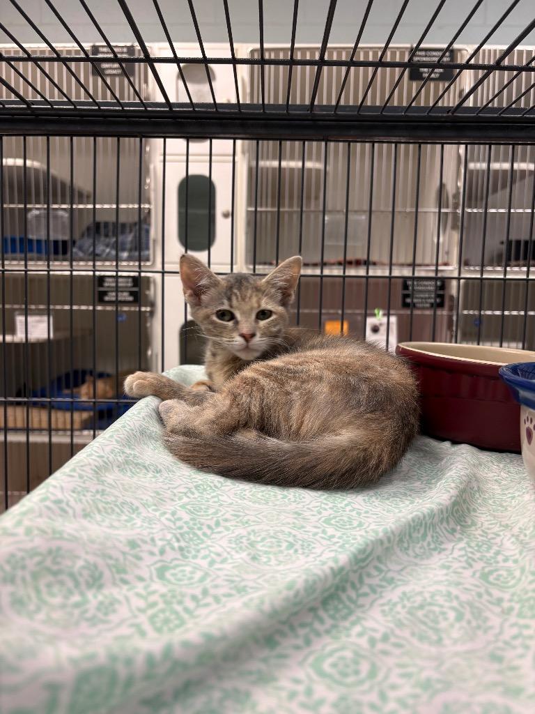 Thunder Young)-, Adoptable, Kitten Female Domestic Short Hair.