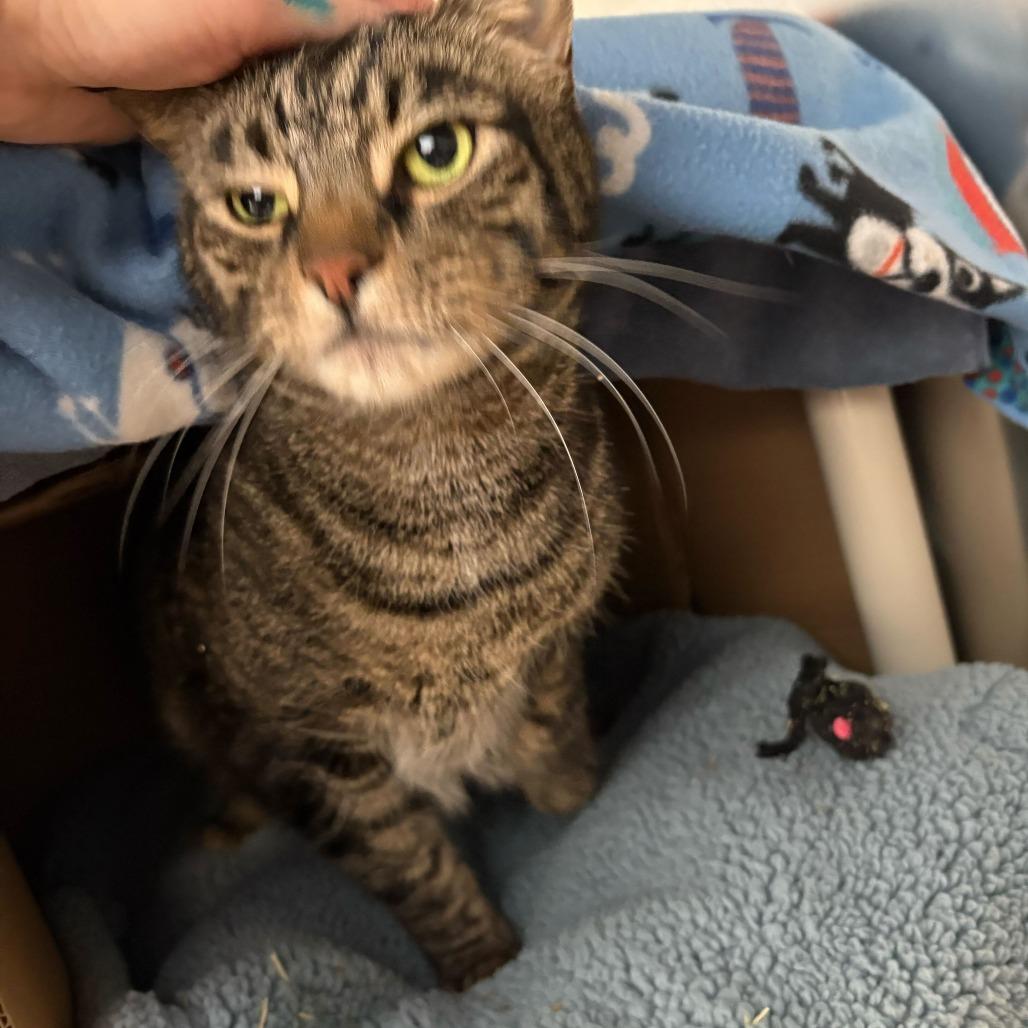 Rigby, a Adoptable Domestic Short Hair in Dover, NH image 1/5