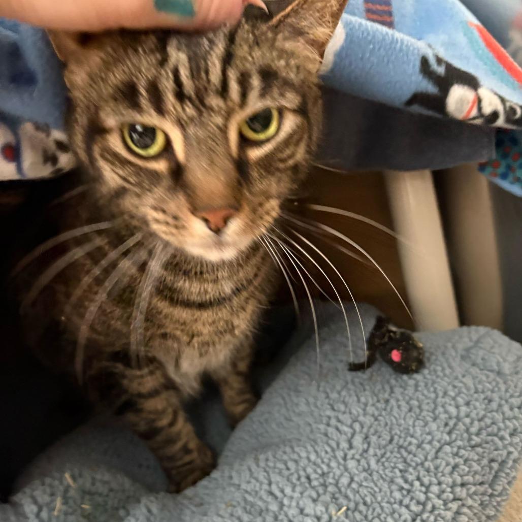 Rigby, a Adoptable Domestic Short Hair in Dover, NH image 2/5