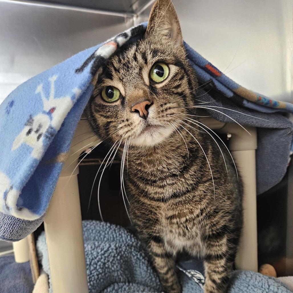 Rigby, a Adoptable Domestic Short Hair in Dover, NH image 3/5