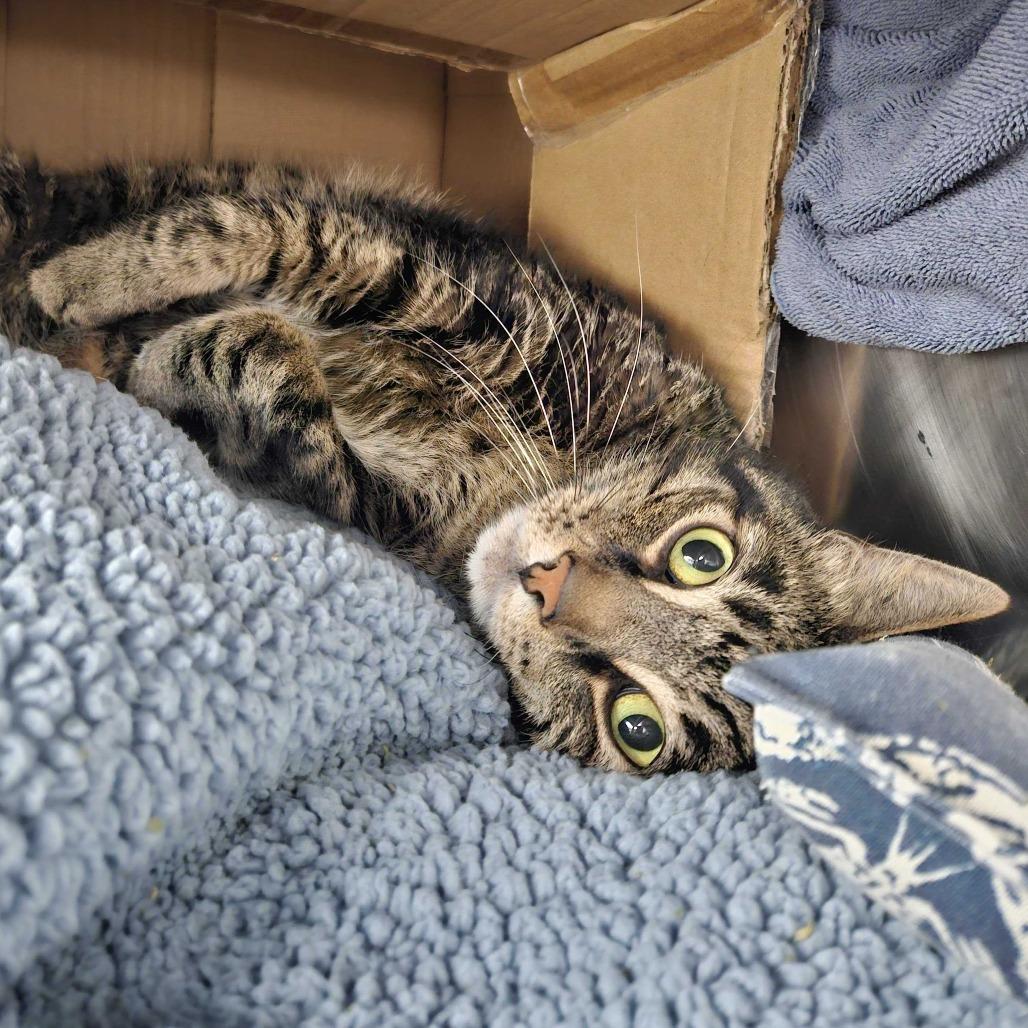 Rigby, a Adoptable Domestic Short Hair in Dover, NH image 5/5