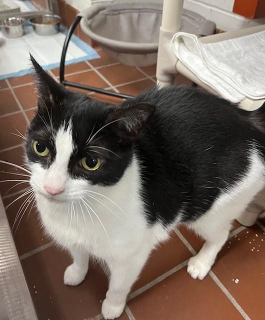 Enlarge Pooch (Bonded with Chunk A323347), an adoptable Domestic Short Hair in Conshohocken, PA image 1/2