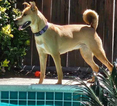 Enlarge Luna, a Adoptable mixed breed in Laguna Hills, CA image 1/5