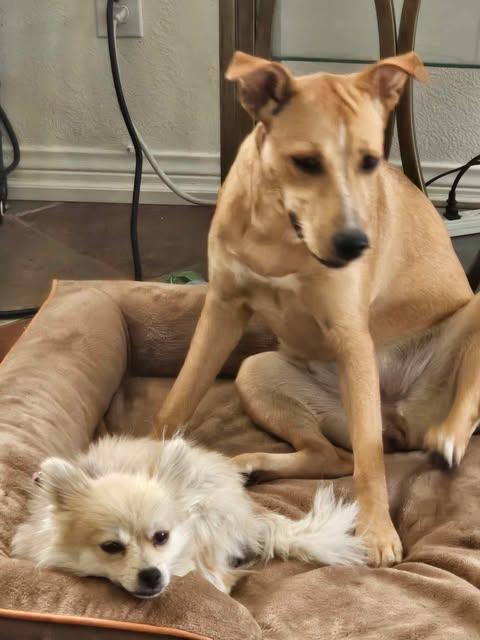 Enlarge Luna, a Adoptable mixed breed in Laguna Hills, CA image 3/5