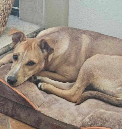 Enlarge Luna, a Adoptable mixed breed in Laguna Hills, CA image 4/5