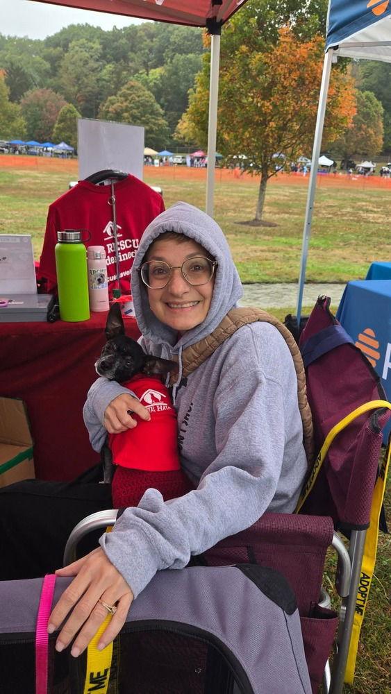 Mason, Adoptable, Adult Male Chihuahua.