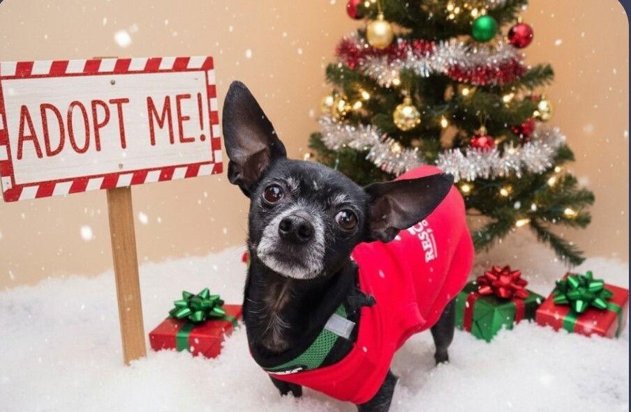 Mason, Adoptable, Adult Male Chihuahua.