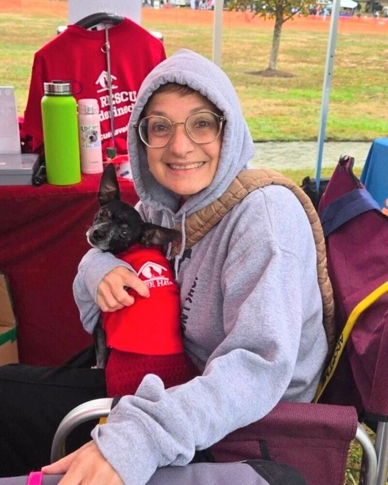 Mason, Adoptable, Adult Male Chihuahua.