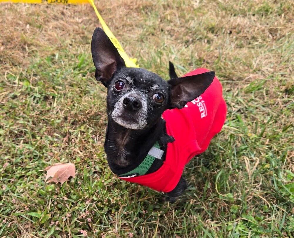 Mason, a Adoptable Chihuahua in Caldwell, NJ image 2/3