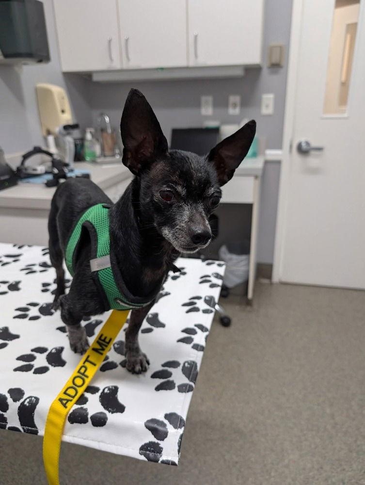 Mason, a Adoptable Chihuahua in Caldwell, NJ image 3/3