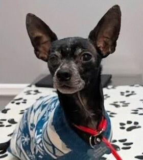 Enlarge Mason, a Adoptable Chihuahua in Caldwell, NJ image 2/3