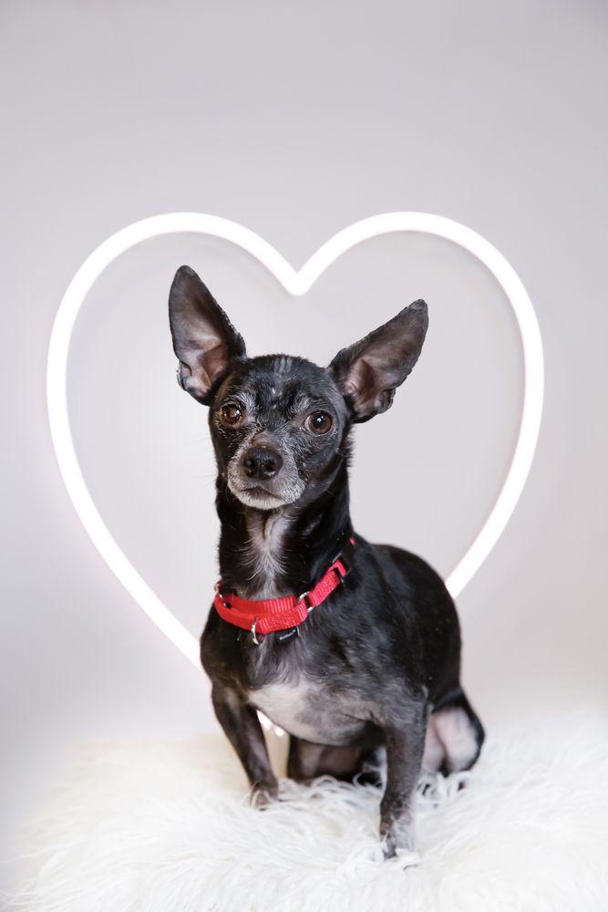 Mason, Adoptable, Adult Male Chihuahua.