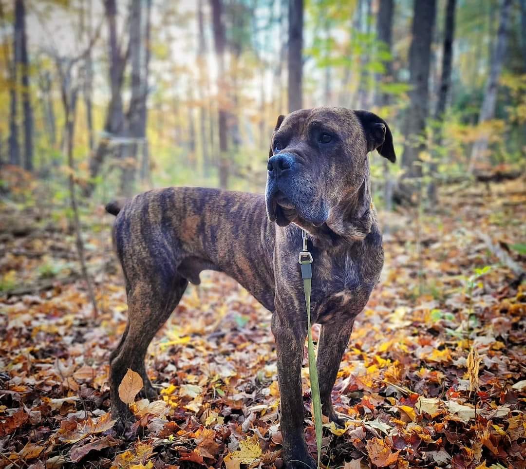 Ashton, a Adopted Cane Corso in Hamilton, ON image 5/6