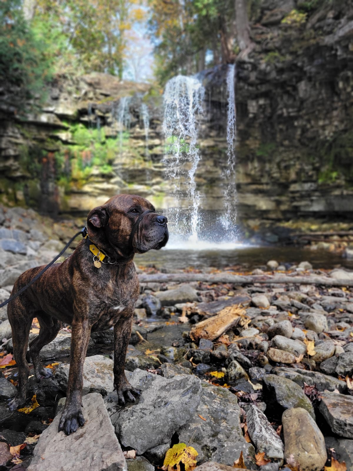 Ashton, a Adopted Cane Corso in Hamilton, ON image 2/6