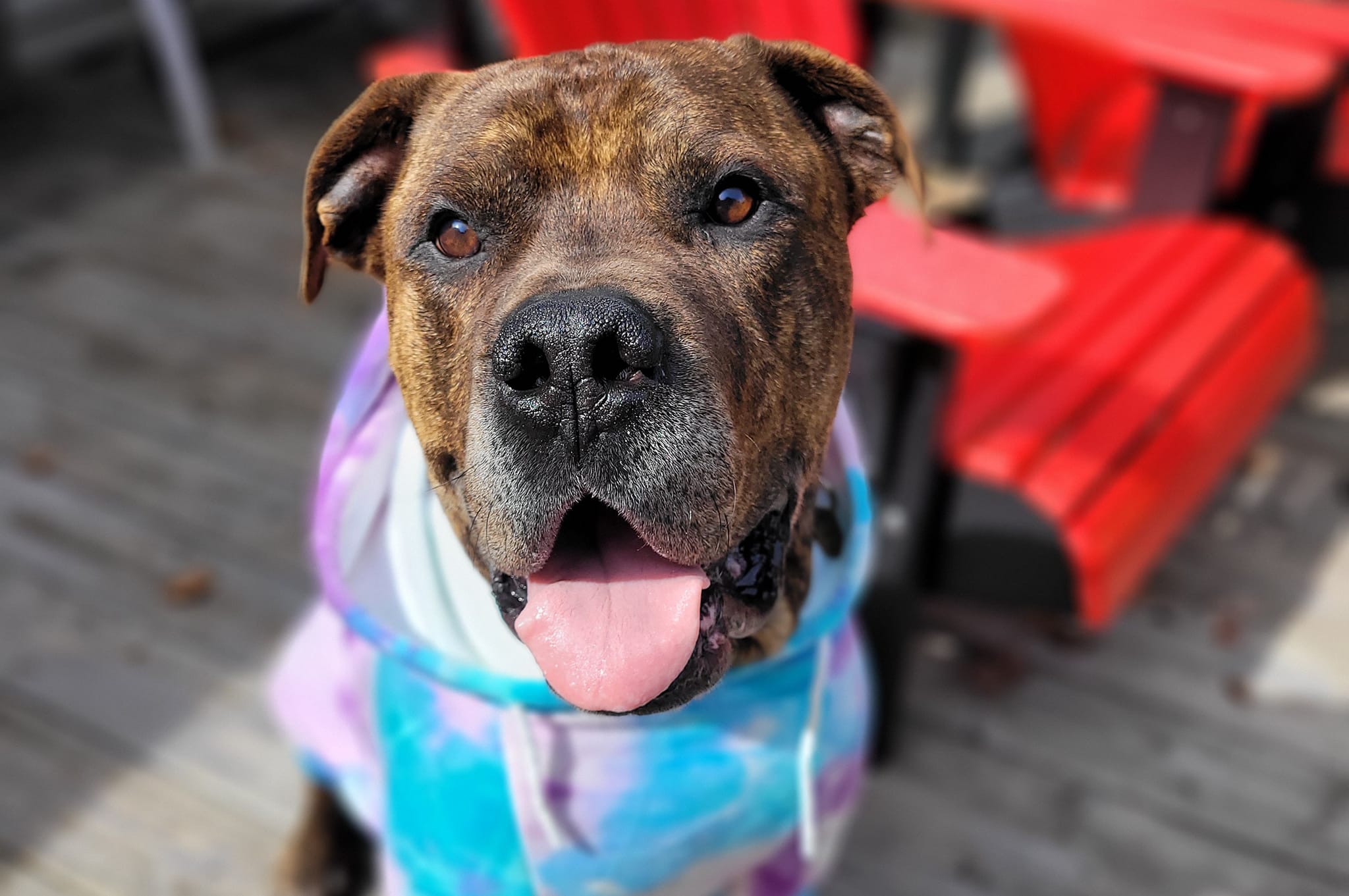 Ashton, a Adopted Cane Corso in Hamilton, ON image 6/6