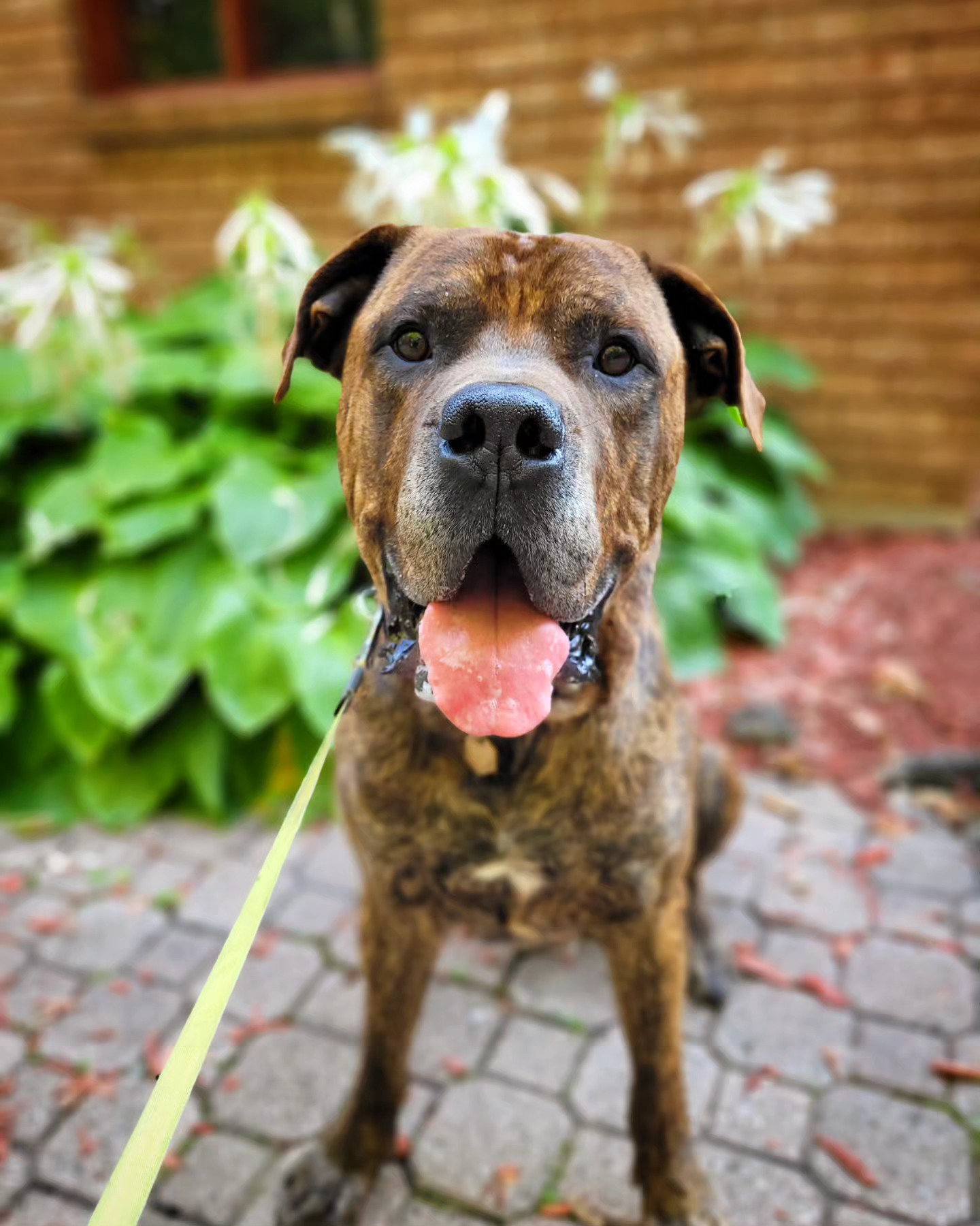 Ashton, a Adopted Cane Corso in Hamilton, ON image 4/6