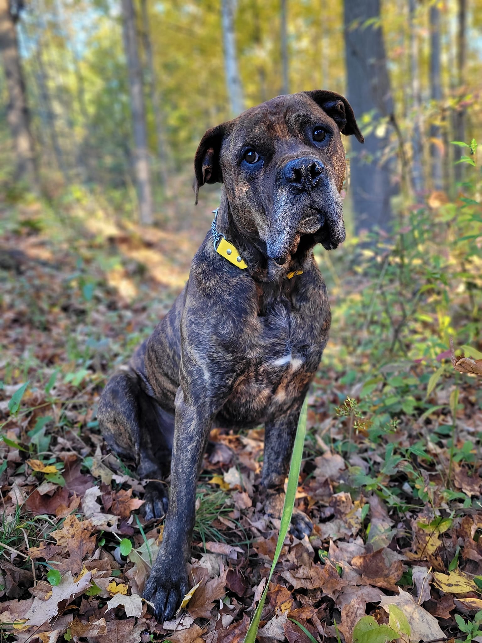 Ashton, a Adopted Cane Corso in Hamilton, ON image 1/6