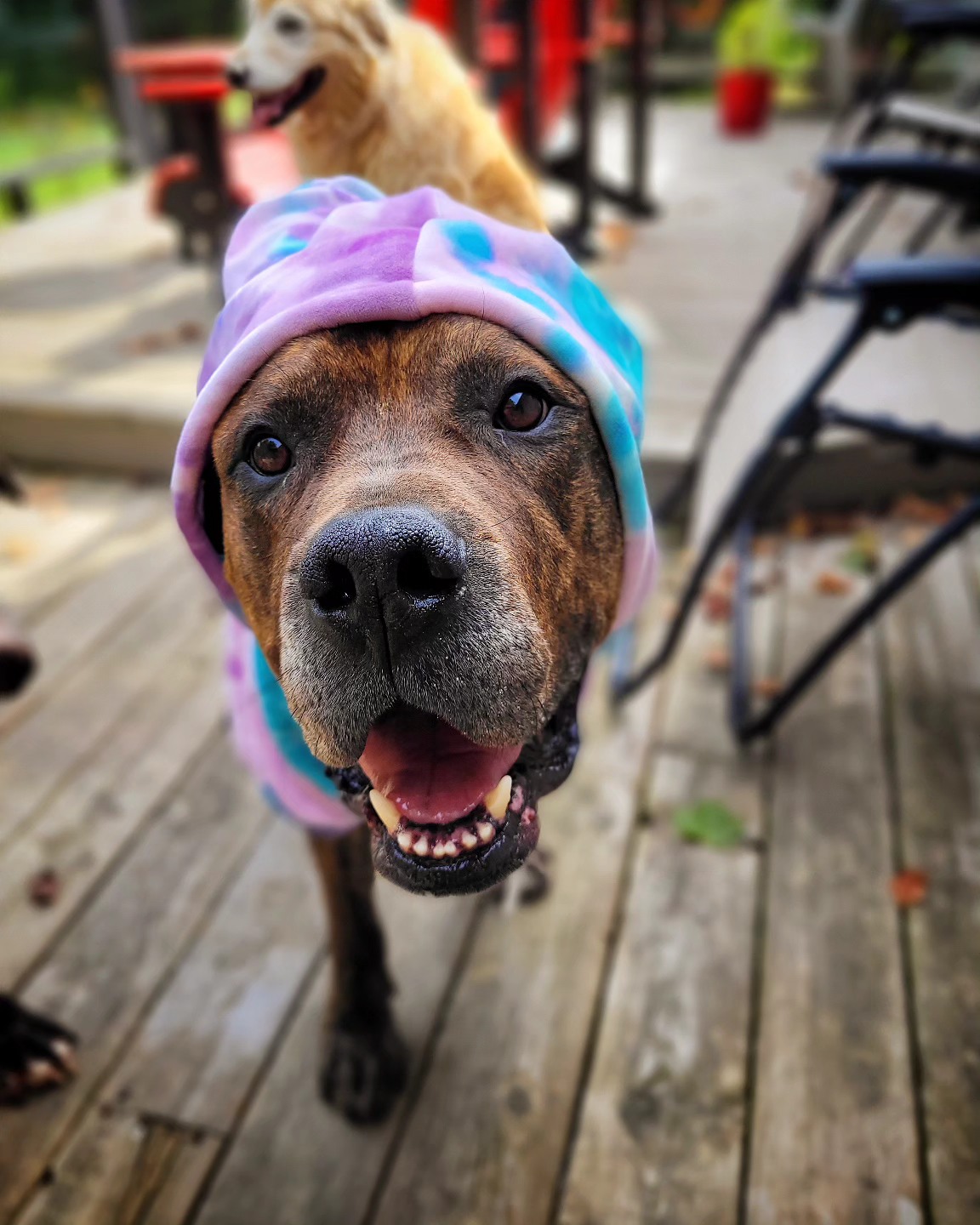 Ashton, a Adopted Cane Corso in Hamilton, ON image 3/6