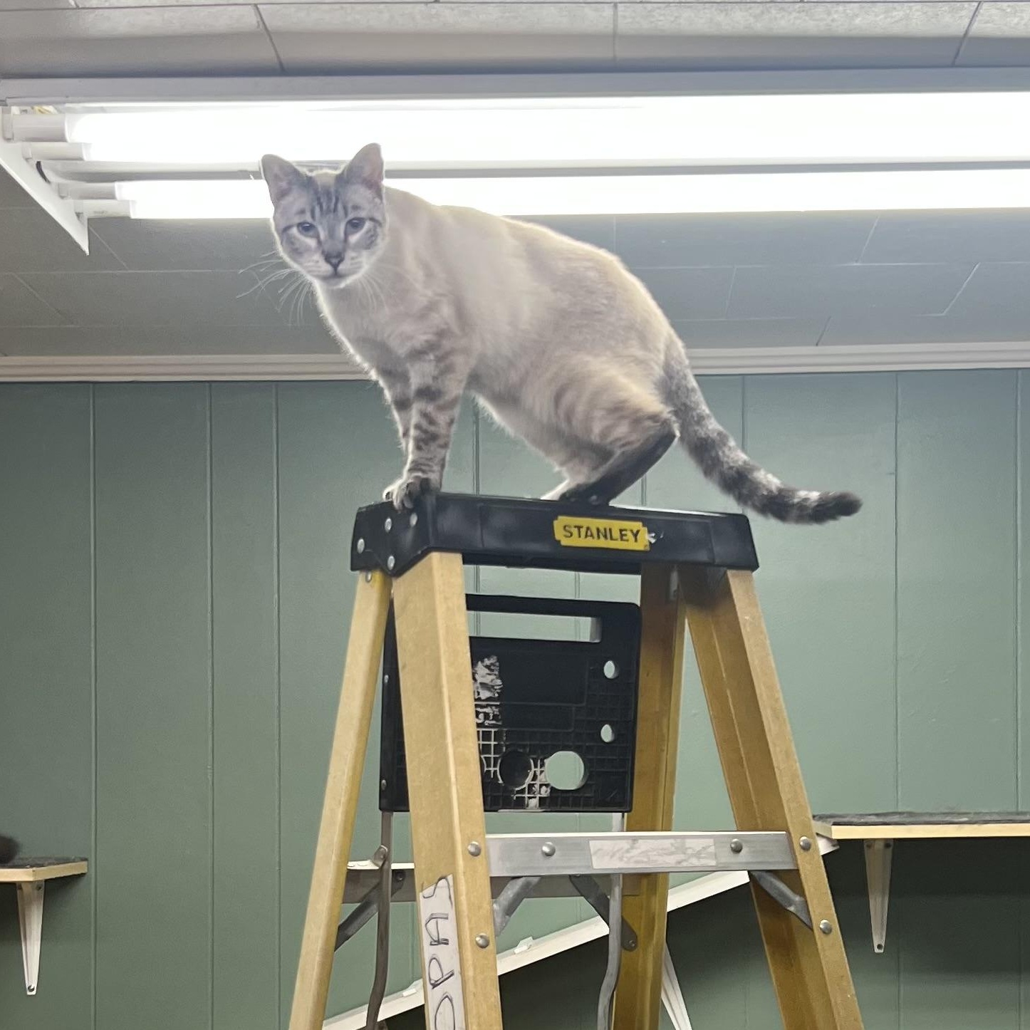 Jasper, a ADOPTABLE Siamese in Perry, GA image 2/3