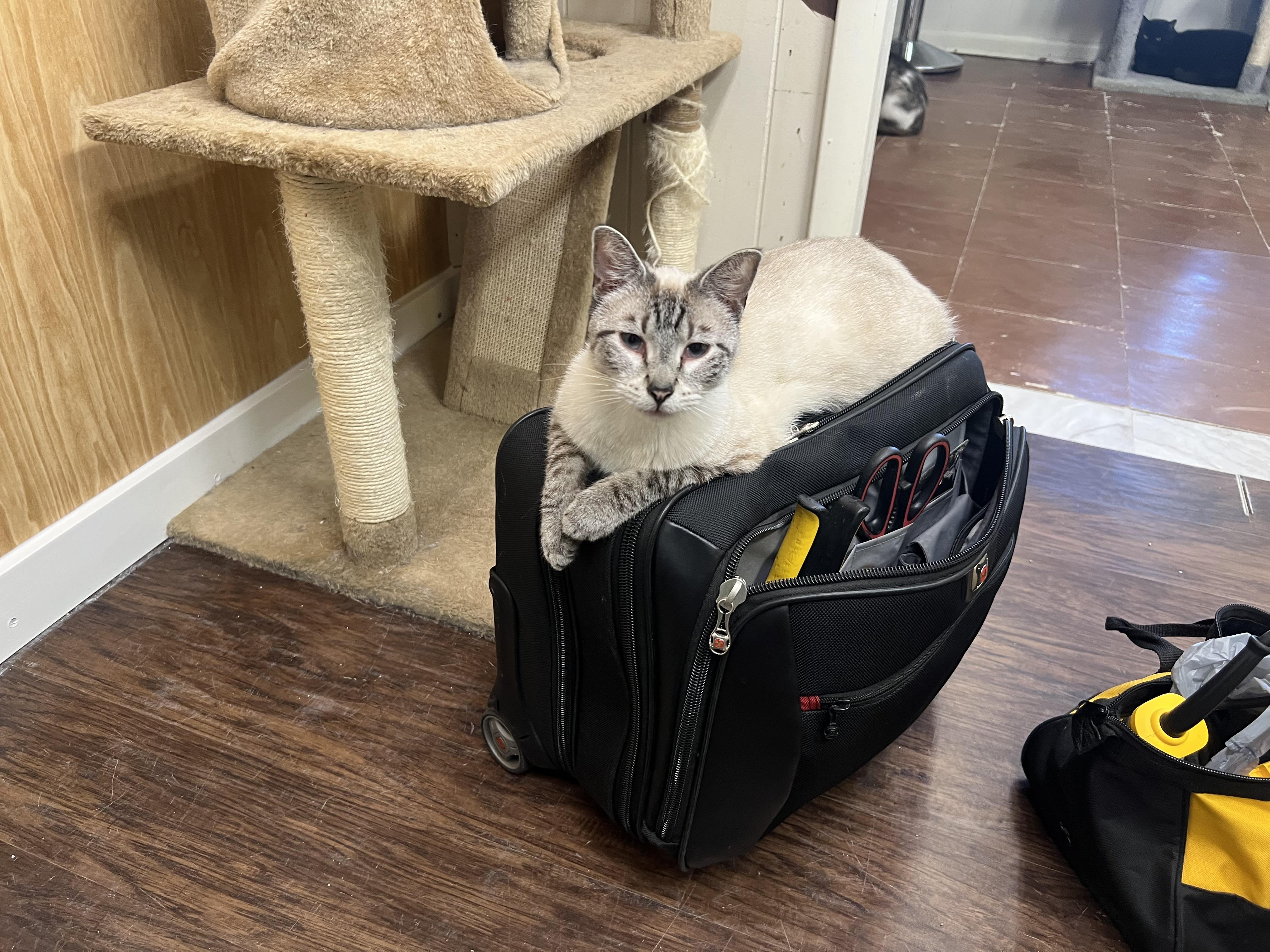 Jasper, a ADOPTABLE Siamese in Perry, GA image 3/3