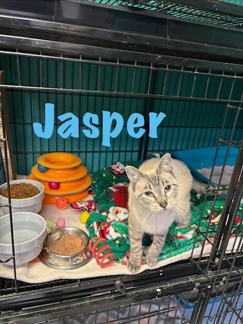 Jasper