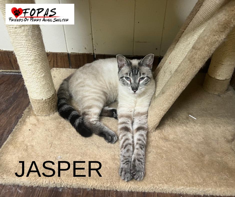 Jasper, ADOPTABLE, Young Male Siamese.