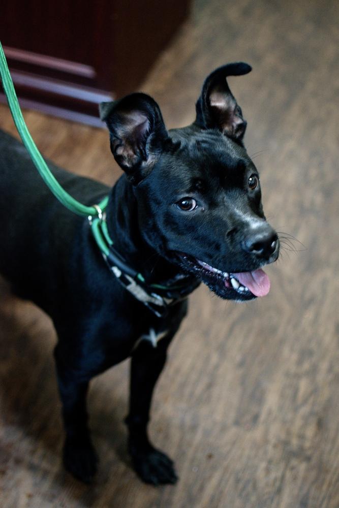 Pickles, Adoptable, Adult Female Pit Bull Terrier & Labrador Retriever.