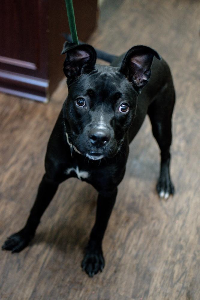 Enlarge Pickles, a Adoptable mixed breed in Frankfort, NY image 2/4
