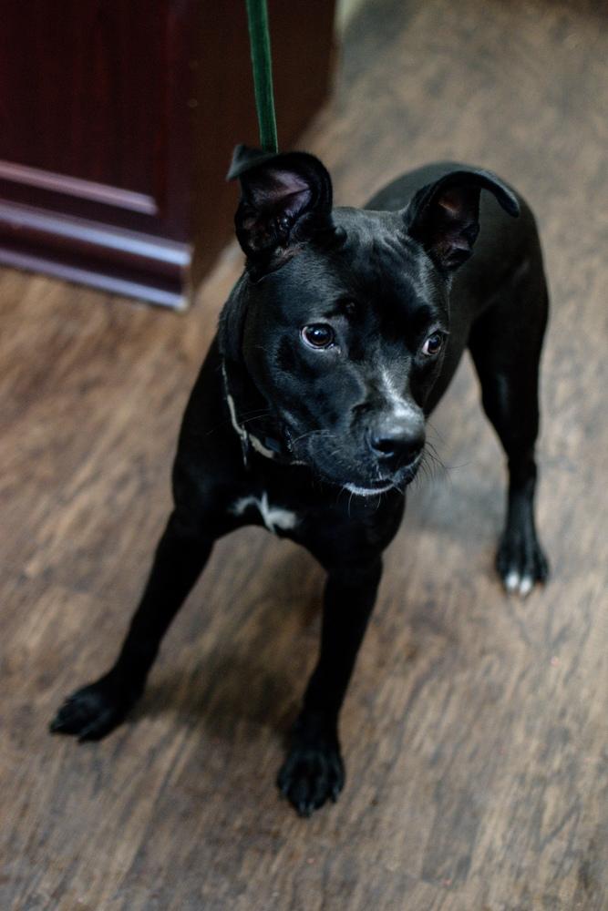 Enlarge Pickles, a Adoptable mixed breed in Frankfort, NY image 3/4