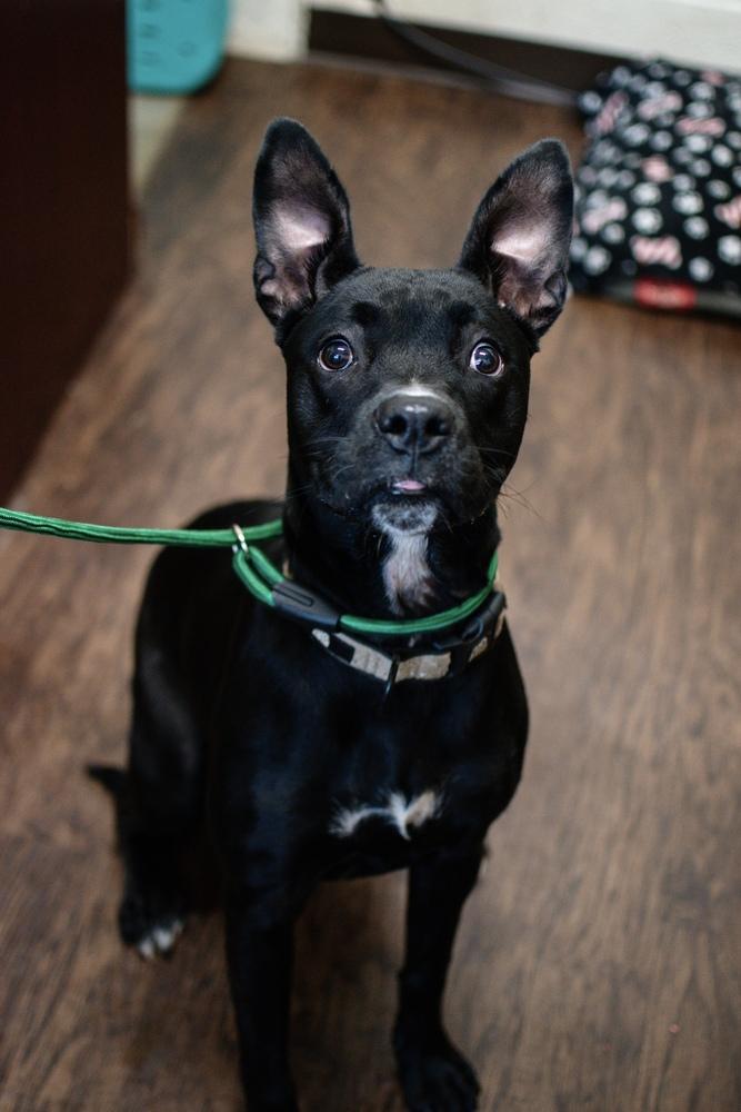 Enlarge Pickles, a Adoptable mixed breed in Frankfort, NY image 4/4