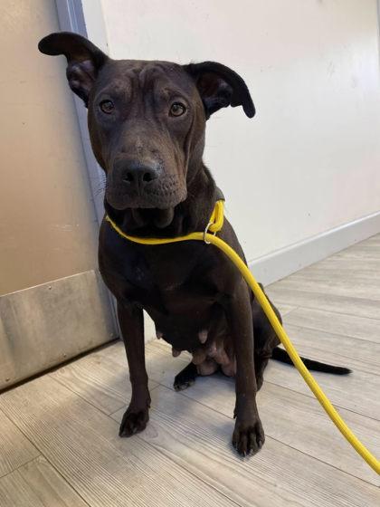 Carolina, Adoptable, Adult Female Shar-Pei & Pit Bull Terrier.