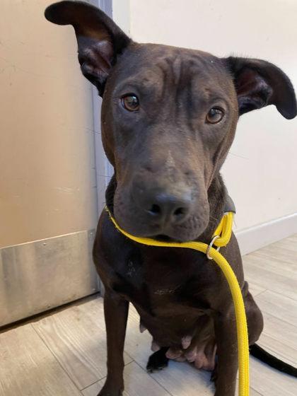 Carolina, a Adoptable mixed breed in South Bend, IN image 2/2