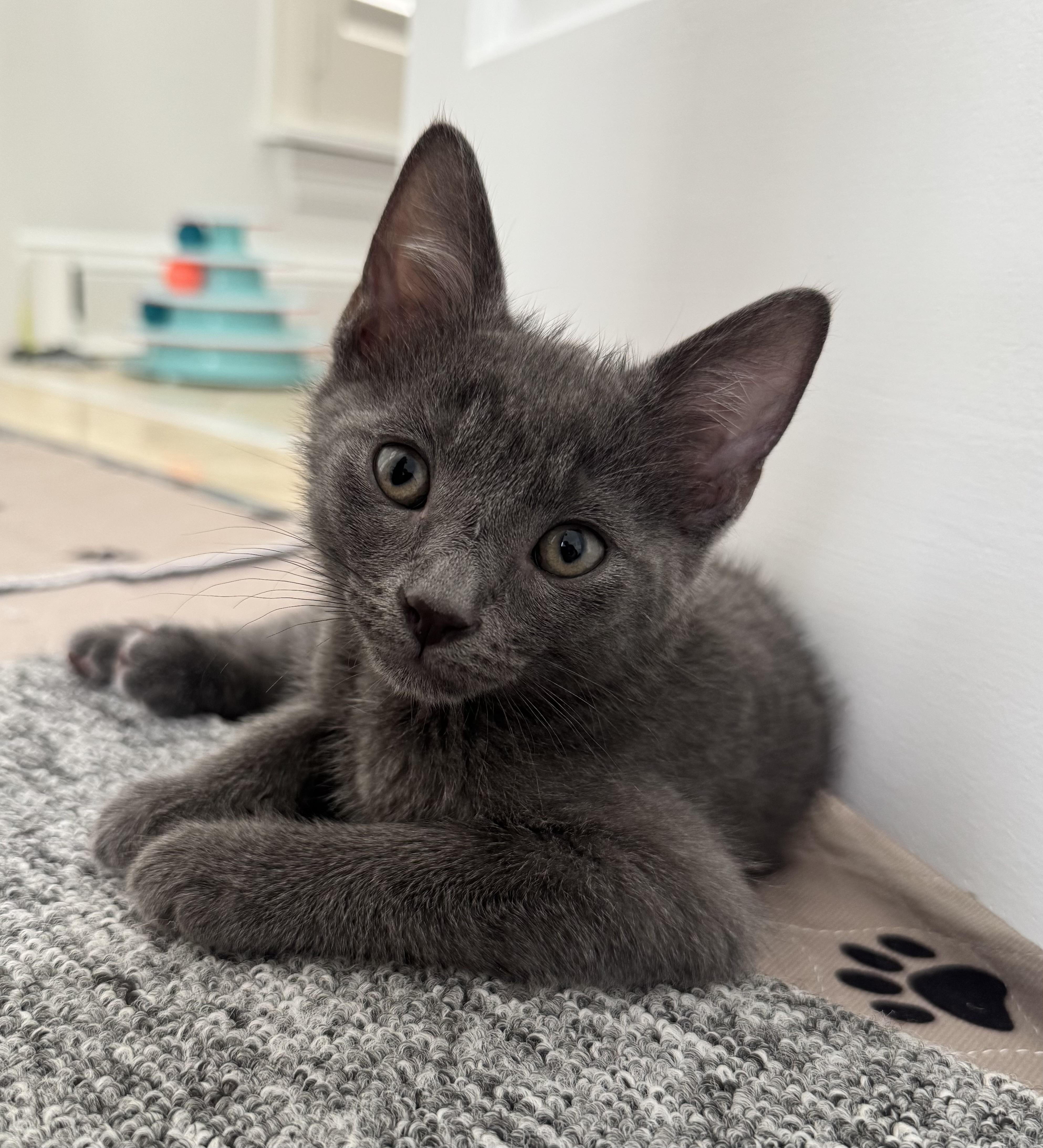 Saturn (must be adopted with Jupiter), Adoptable, Kitten Male Domestic Short Hair.