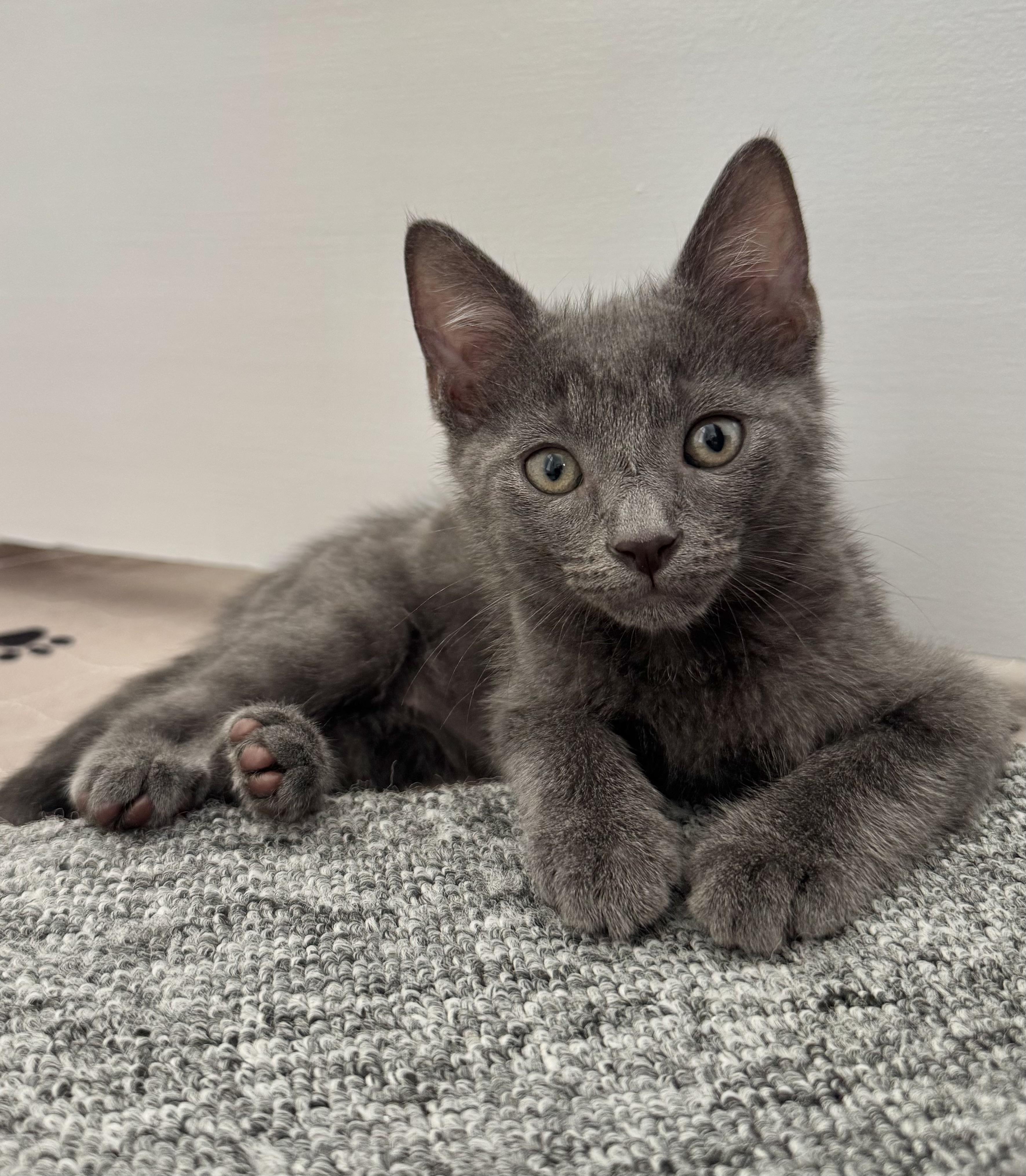 Saturn (must be adopted with Jupiter), a Adoptable Domestic Short Hair in Denver, CO image 5/6