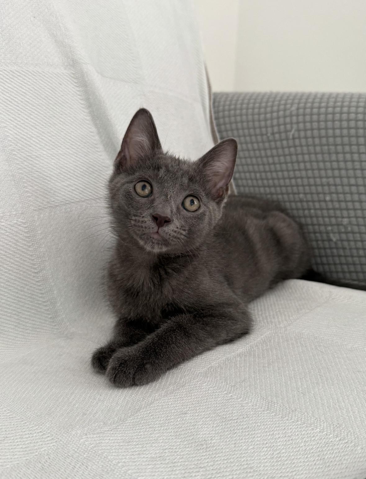 Saturn (must be adopted with Jupiter), a Adoptable Domestic Short Hair in Denver, CO image 4/6
