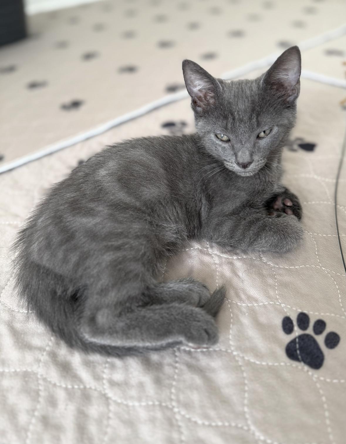 Saturn (must be adopted with Jupiter), a Adoptable Domestic Short Hair in Denver, CO image 2/6