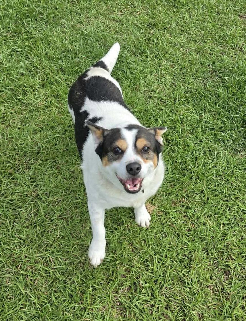 JP, Adoptable, Adult Male Corgi.