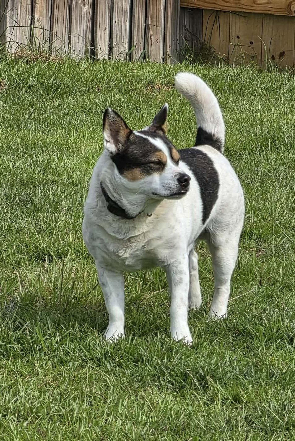 Enlarge JP, a Adoptable Corgi in Stephens City, VA image 2/3