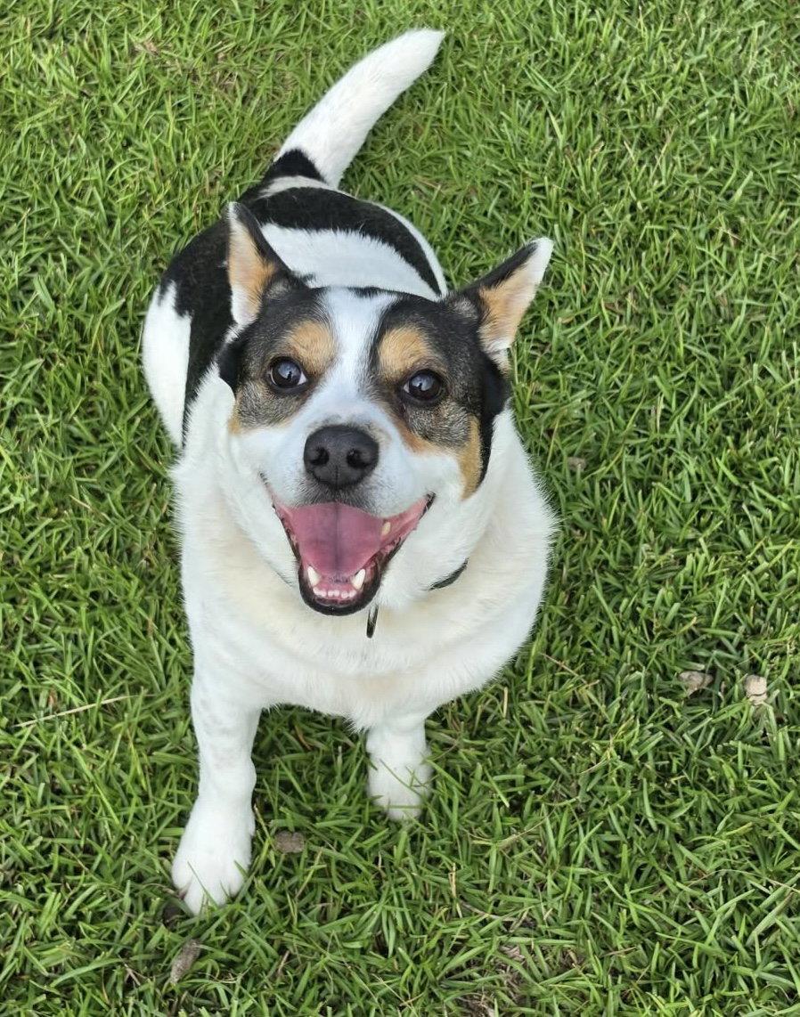 Enlarge JP, a Adoptable Corgi in Stephens City, VA image 3/3
