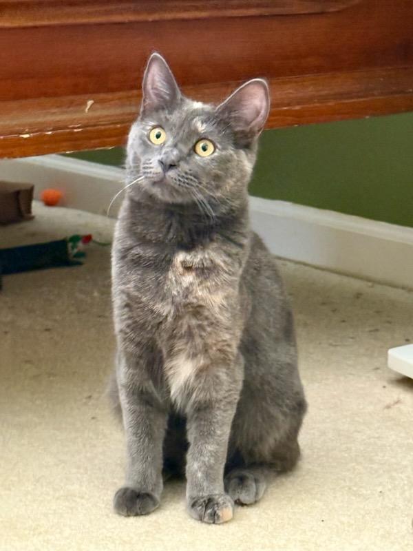 Enlarge Daphne, a Adoptable Domestic Short Hair in Smyrna, GA image 1/4