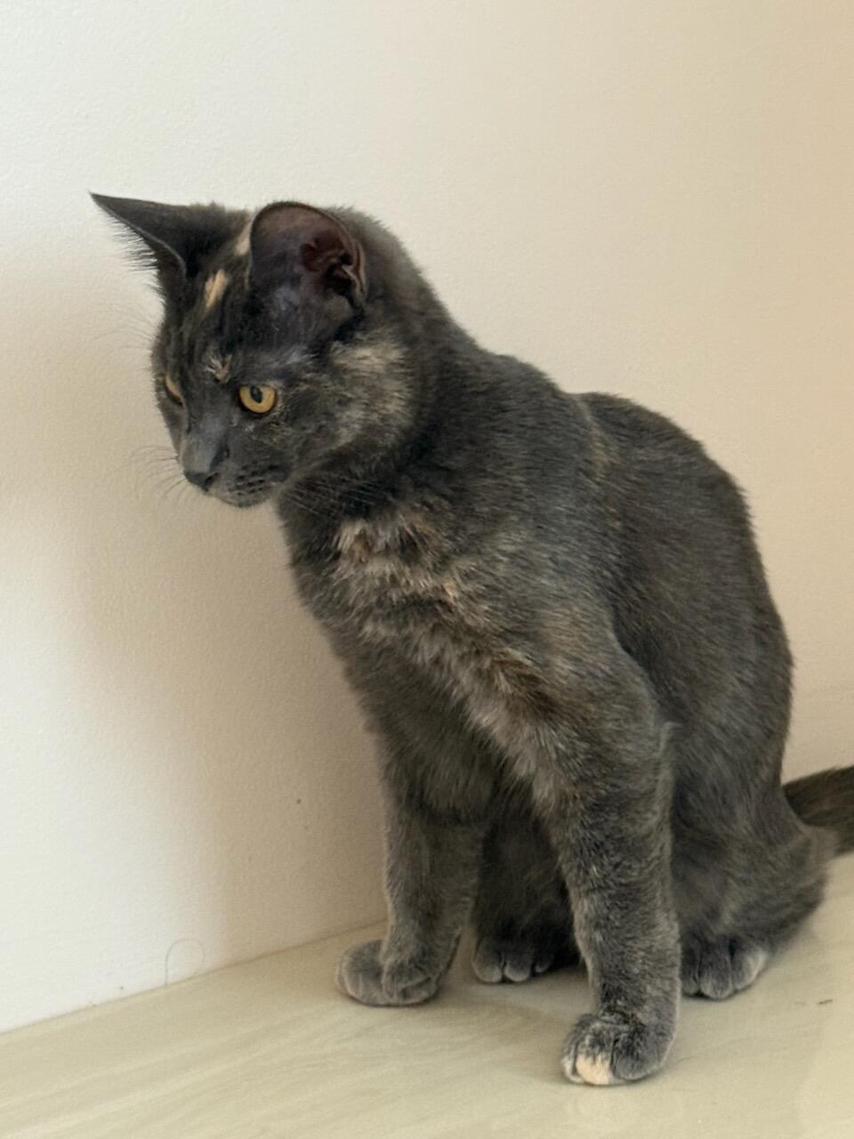 Enlarge Daphne, a Adoptable Domestic Short Hair in Smyrna, GA image 2/4