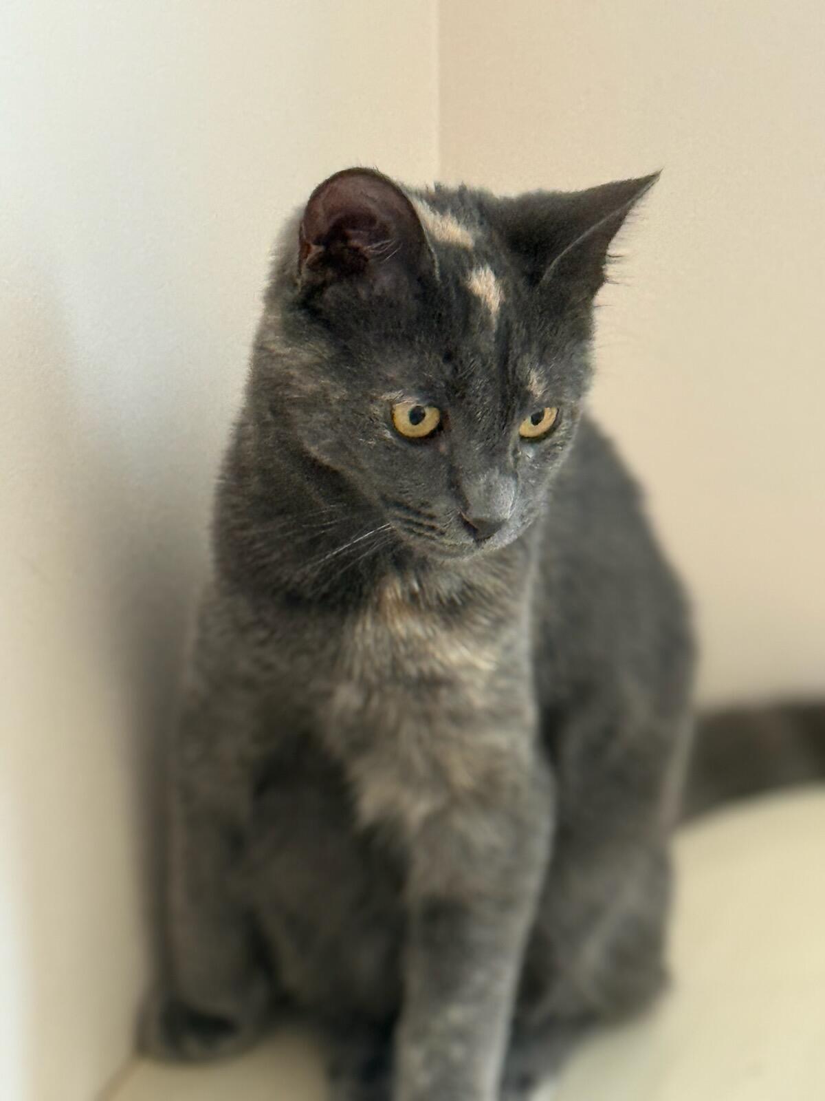 Enlarge Daphne, a Adoptable Domestic Short Hair in Smyrna, GA image 3/4