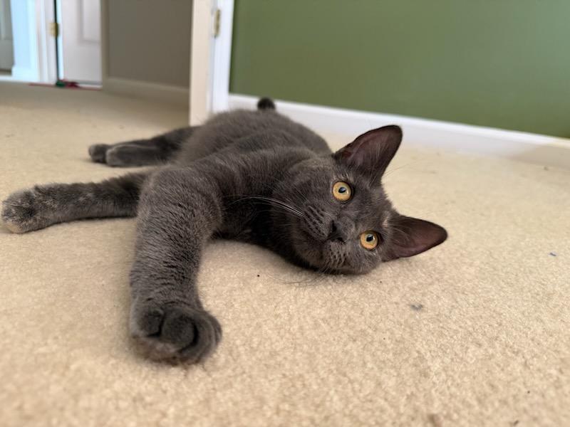 Enlarge Daphne, a Adoptable Domestic Short Hair in Smyrna, GA image 4/4